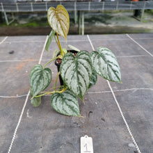 Load image into Gallery viewer, #1 Philodendron Brandtianum