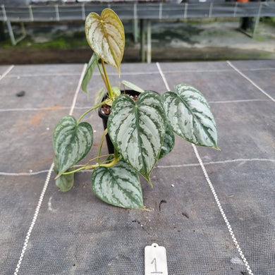 #1 Philodendron Brandtianum