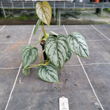 Load image into Gallery viewer, #1 Philodendron Brandtianum