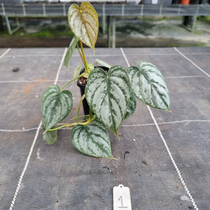 #1 Philodendron Brandtianum
