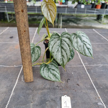 Load image into Gallery viewer, #1 Philodendron Brandtianum
