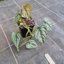 Load image into Gallery viewer, #1 Philodendron Brandtianum