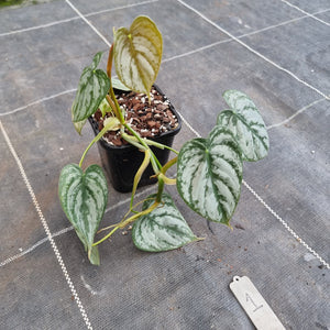 #1 Philodendron Brandtianum