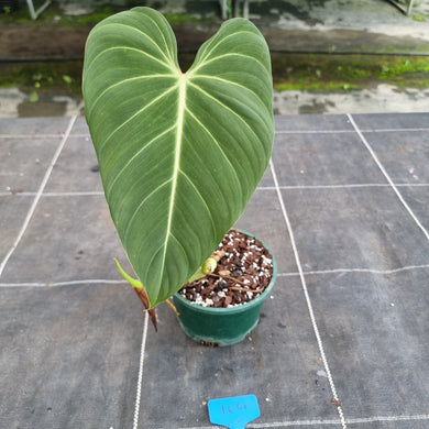 #104 Philodendron Glorious