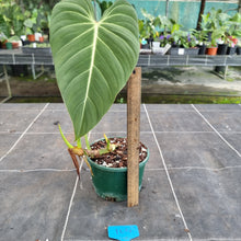 Load image into Gallery viewer, #104 Philodendron Glorious