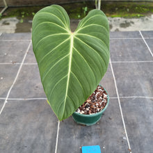 Load image into Gallery viewer, #104 Philodendron Glorious