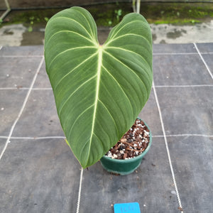 #104 Philodendron Glorious