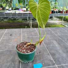 Load image into Gallery viewer, #104 Philodendron Glorious