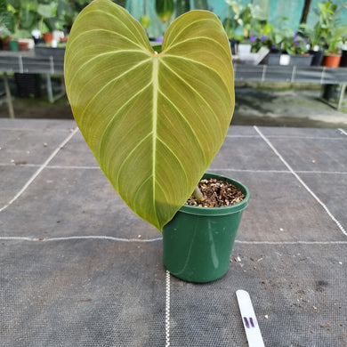 #11 Philodendron Glorious