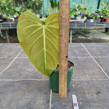 Load image into Gallery viewer, #11 Philodendron Glorious