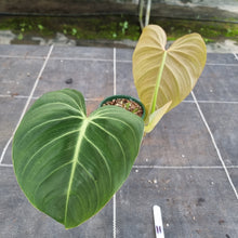 Load image into Gallery viewer, #11 Philodendron Glorious