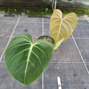 #11 Philodendron Glorious