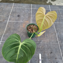 Load image into Gallery viewer, #11 Philodendron Glorious