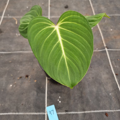 #97 Philodendron Gloriosum