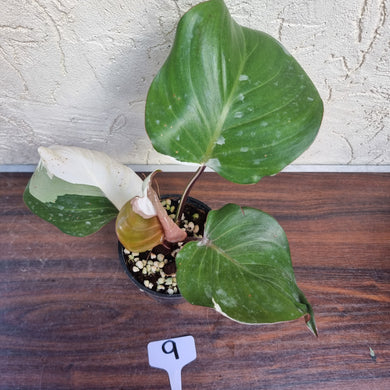 #9 Philodendron White Knight