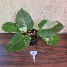 Load image into Gallery viewer, #15 Philodendron White Knight