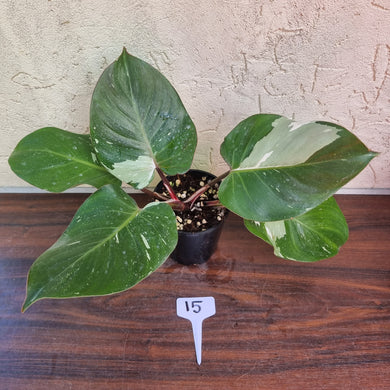 #15 Philodendron White Knight