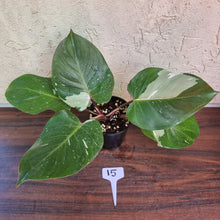 Load image into Gallery viewer, #15 Philodendron White Knight