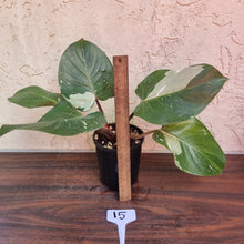 Load image into Gallery viewer, #15 Philodendron White Knight