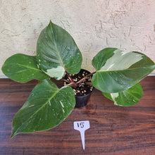 Load image into Gallery viewer, #15 Philodendron White Knight
