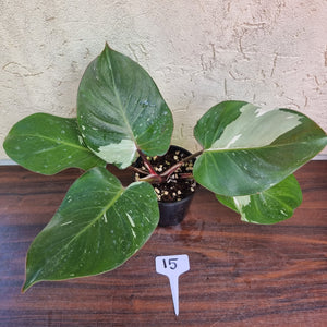 #15 Philodendron White Knight
