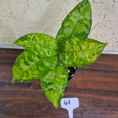 #41 Non TC Aglaonema Pictum Tricolor