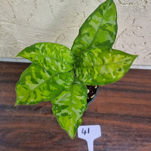 #41 Non TC Aglaonema Pictum Tricolor