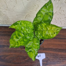 Load image into Gallery viewer, #41 Non TC Aglaonema Pictum Tricolor