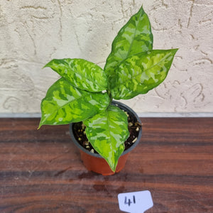 #41 Non TC Aglaonema Pictum Tricolor