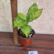 Load image into Gallery viewer, #41 Non TC Aglaonema Pictum Tricolor