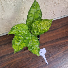 Load image into Gallery viewer, #41 Non TC Aglaonema Pictum Tricolor