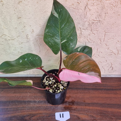 #11 Philodendron Pink Princess