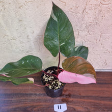 Load image into Gallery viewer, #11 Philodendron Pink Princess