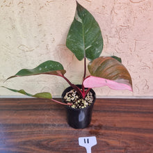 Load image into Gallery viewer, #11 Philodendron Pink Princess