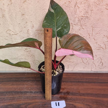 Load image into Gallery viewer, #11 Philodendron Pink Princess