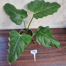 Load image into Gallery viewer, #710 Philodendron Corsinianum / &#39;Bronze Shield&#39;