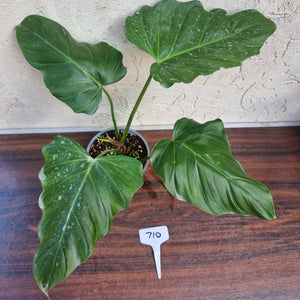 #710 Philodendron Corsinianum / 'Bronze Shield'