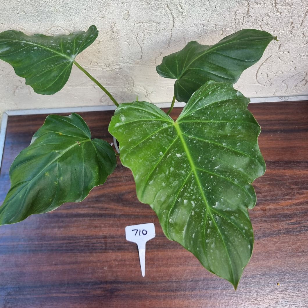 #710 Philodendron Corsinianum / 'Bronze Shield'