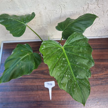 Load image into Gallery viewer, #710 Philodendron Corsinianum / &#39;Bronze Shield&#39;