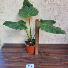 Load image into Gallery viewer, #710 Philodendron Corsinianum / &#39;Bronze Shield&#39;