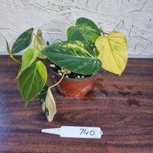 Load image into Gallery viewer, #740 3 x Headed Variegated Philodendron Hederaceum var. Hederaceum (Micans)