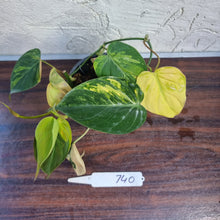 Load image into Gallery viewer, #740 3 x Headed Variegated Philodendron Hederaceum var. Hederaceum (Micans)