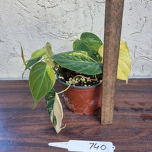 Load image into Gallery viewer, #740 3 x Headed Variegated Philodendron Hederaceum var. Hederaceum (Micans)