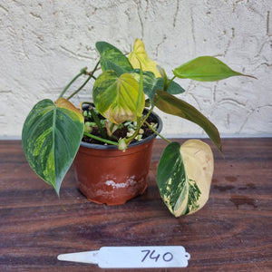 #740 3 x Headed Variegated Philodendron Hederaceum var. Hederaceum (Micans)