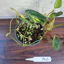 Load image into Gallery viewer, #740 3 x Headed Variegated Philodendron Hederaceum var. Hederaceum (Micans)