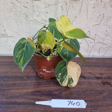 #740 3 x Headed Variegated Philodendron Hederaceum var. Hederaceum (Micans)