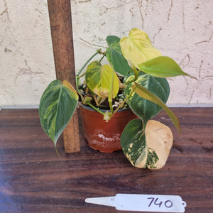 #740 3 x Headed Variegated Philodendron Hederaceum var. Hederaceum (Micans)