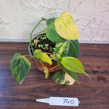 Load image into Gallery viewer, #740 3 x Headed Variegated Philodendron Hederaceum var. Hederaceum (Micans)