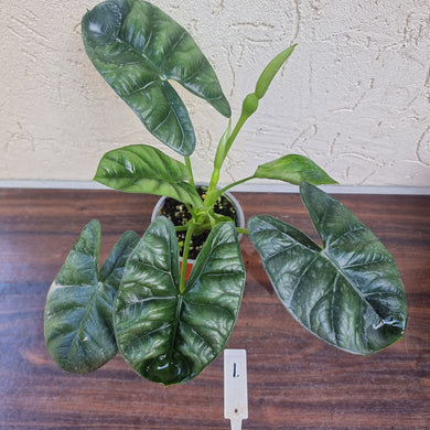 #1 Alocasia Sinuata