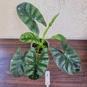 #1 Alocasia Sinuata